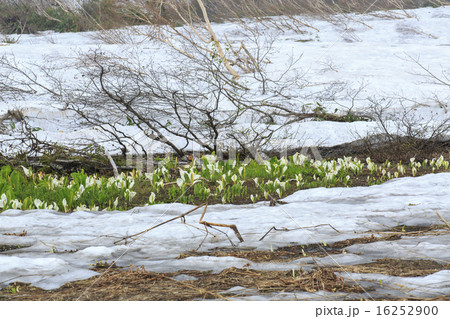 栂池自然園 16252900