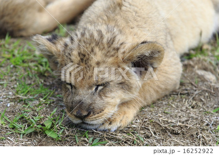 ライオンの赤ちゃん ライオンの赤ちゃん 16252922