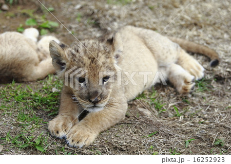 ライオンの赤ちゃん ライオンの赤ちゃん 16252923