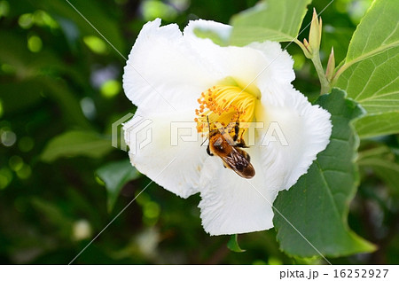ナツツバキとハチ ナツツバキとハチ 16252927