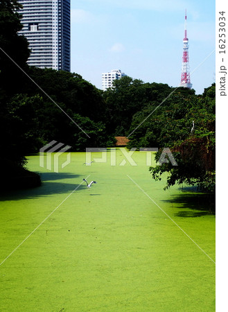 浜離宮恩賜公園 浜離宮恩賜公園 16253034