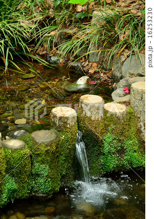 国分寺散歩：お鷹の道・真姿の池湧水群 16253230