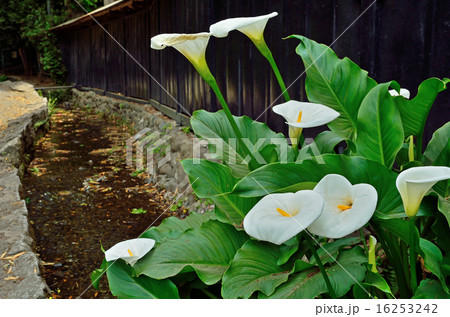 国分寺散歩:カイウの花咲くお鷹の道 国分寺散歩:カイウの花咲くお鷹の道 16253242