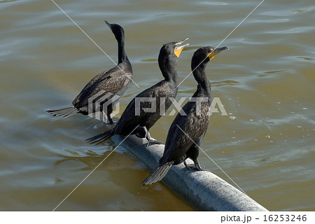 Three Double-crested cormorants perched on tree 16253246