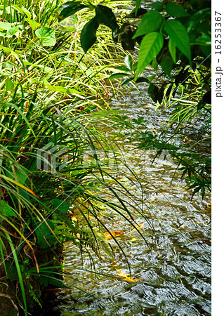 国分寺散歩：お鷹の道　真姿の池湧水群 16253367