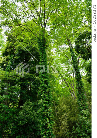 国分寺散歩:お鷹の道 国分寺崖線の森 国分寺散歩:お鷹の道 国分寺崖線の森 16253371