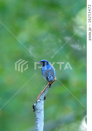 オオルリ 16253472