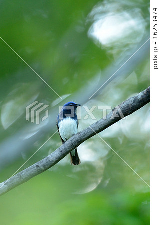 オオルリ 16253474