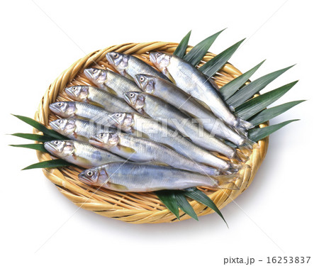 ざるに盛られたたくさんのアユ 16253837
