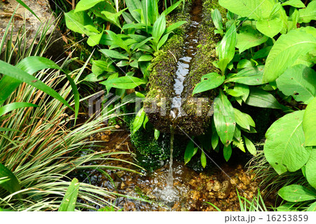 国分寺散歩:武蔵国分寺 境内の湧水 国分寺散歩:武蔵国分寺 境内の湧水 16253859