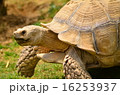 カメ 16253937