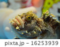 魚 16253939