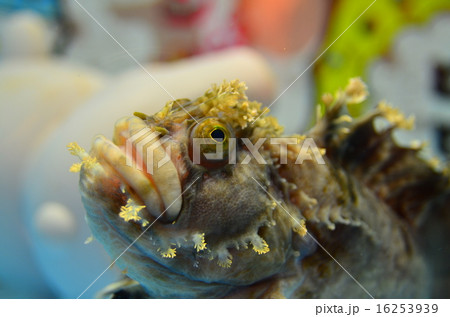 魚 16253939