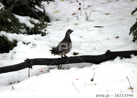 Willow ptarmigan カラフトライチョウ 夏毛 16253946