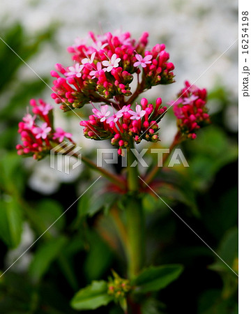 ウスベニカノコソウ ウスベニカノコソウ 16254198