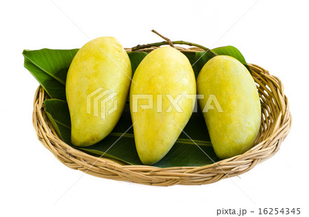 Three big mango fruit on basket, isolated on white 16254345