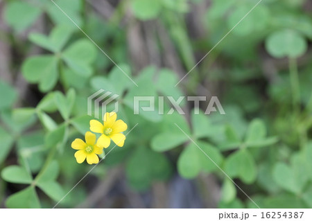 カタバミの花01 カタバミの花01 16254387