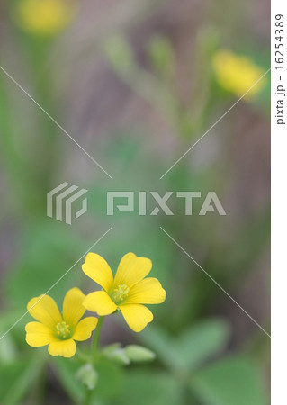 カタバミの花０３ 16254389