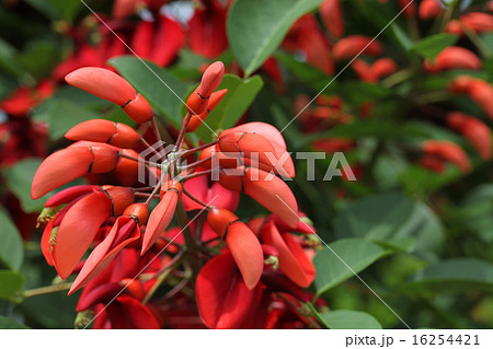マルバデイゴの蕾 マルバデイゴの蕾 16254421