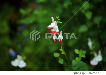 チェーリーセージ（ハーブ） 16254496