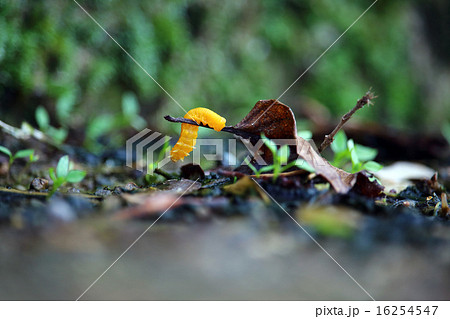 チャイロハバチ チャイロハバチ 16254547