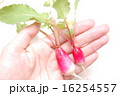 ラディッシュの収穫 16254557