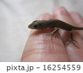 とかげの赤ちゃん 16254559