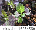 植物の芽 16254560
