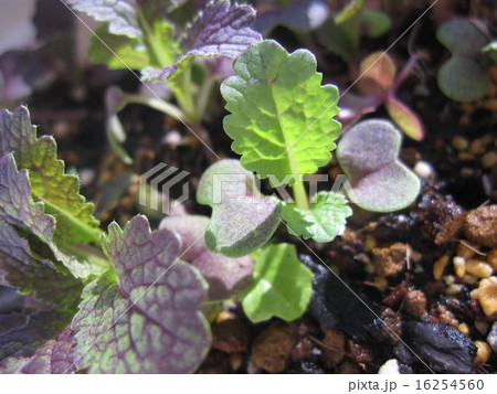 植物の芽 植物の芽 16254560