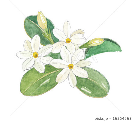 Jasmine Stock Illustration