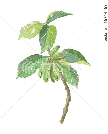 杜仲　トチュウ 16254565