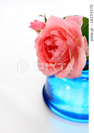 花びらが多いピンクの薔薇を横から撮影の写真素材