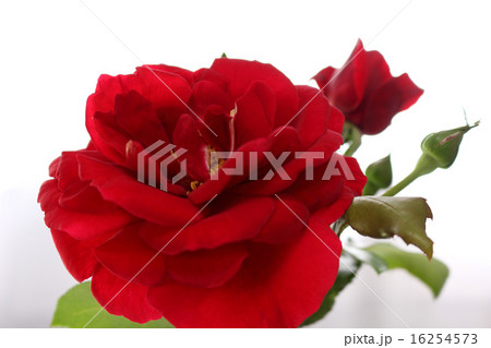 深紅の薔薇の切り花 深紅の薔薇の切り花 16254573
