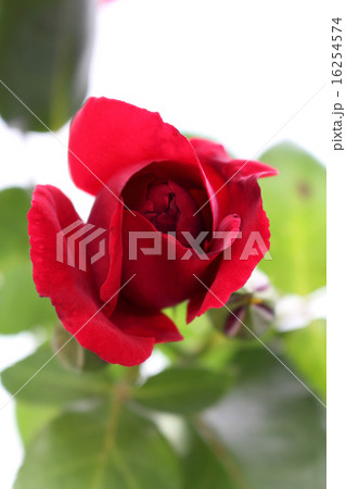 深紅の薔薇 深紅の薔薇 16254574