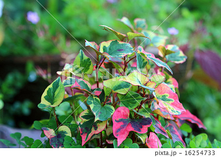 ドクダミ（蕺草） 16254733