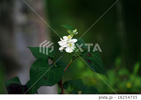 ドクダミ(蕺草) ドクダミ(蕺草) 16254735