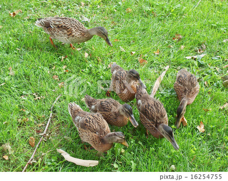 Duck bird Duck bird 16254755
