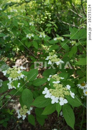 山紫陽花 山紫陽花 16255134