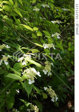 山紫陽花 山紫陽花 16255135