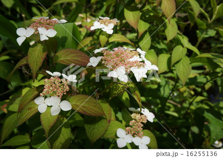 山紫陽花 16255136