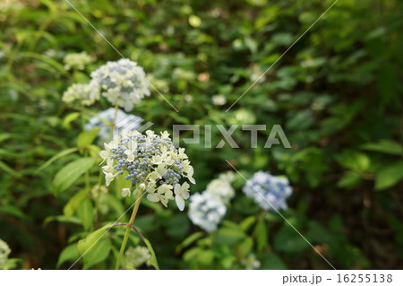 山紫陽花 16255138