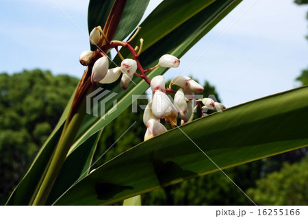 ゲットウ 16255166