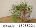 ナチュラル雑貨のワイヤープランツ 16255221