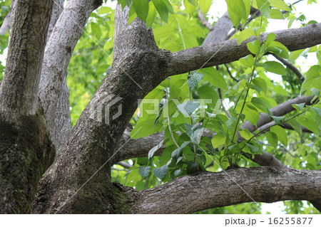 杜仲 トチュウ 杜仲 トチュウ 16255877