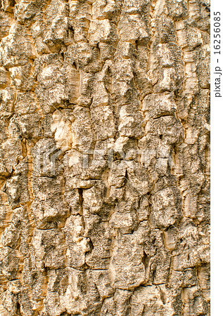 Bark of tree Seamless Tileable Texture 16256085