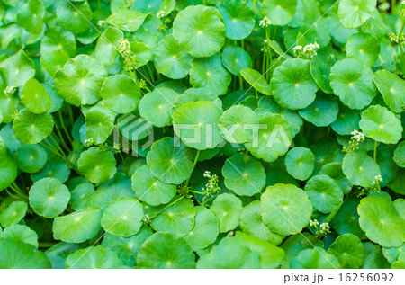 asiatic Pennywort green plant 16256092