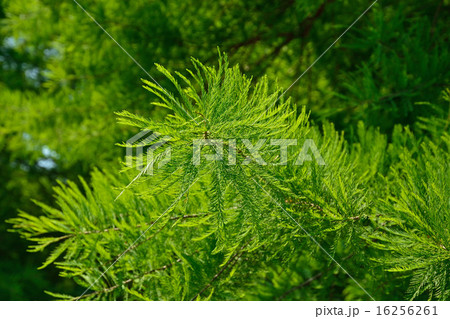 樹木：ヌマスギ　スギ科 16256261