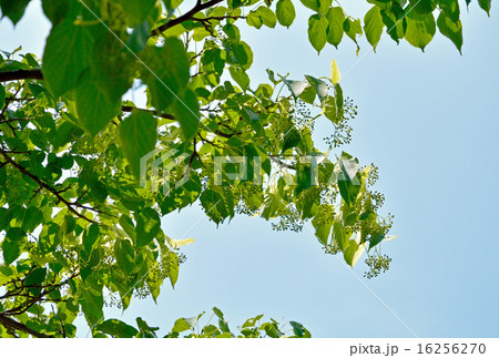 樹木：シナノキ　シナノキ科 16256270