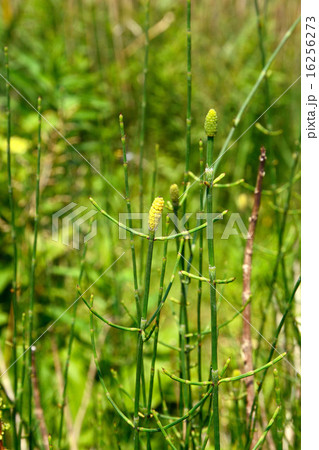 植物：イヌドクサ　トクサ科 16256273
