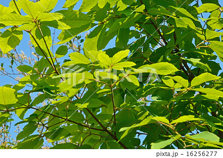 樹木：メグスリノキ　カエデ科 16256277